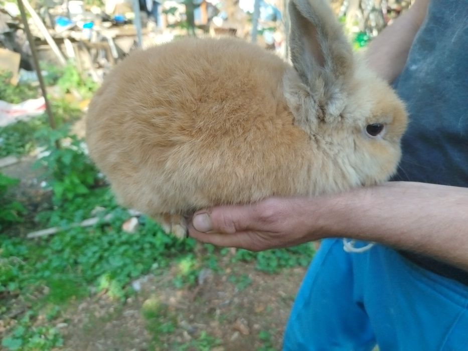 Miniatury króliczków angora, karzełek Tedy