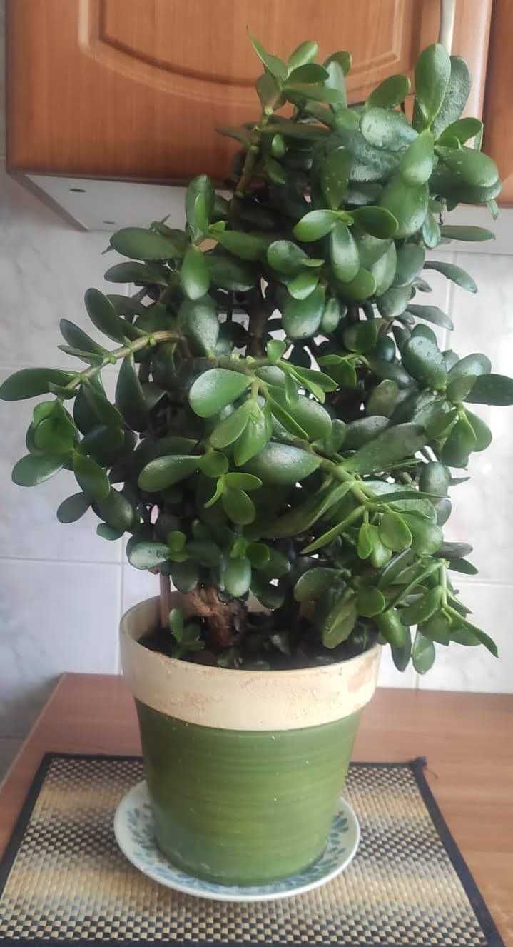 Bardzo gęsty Grubosz jajowaty Crassula Ovata drzewko szczęścia