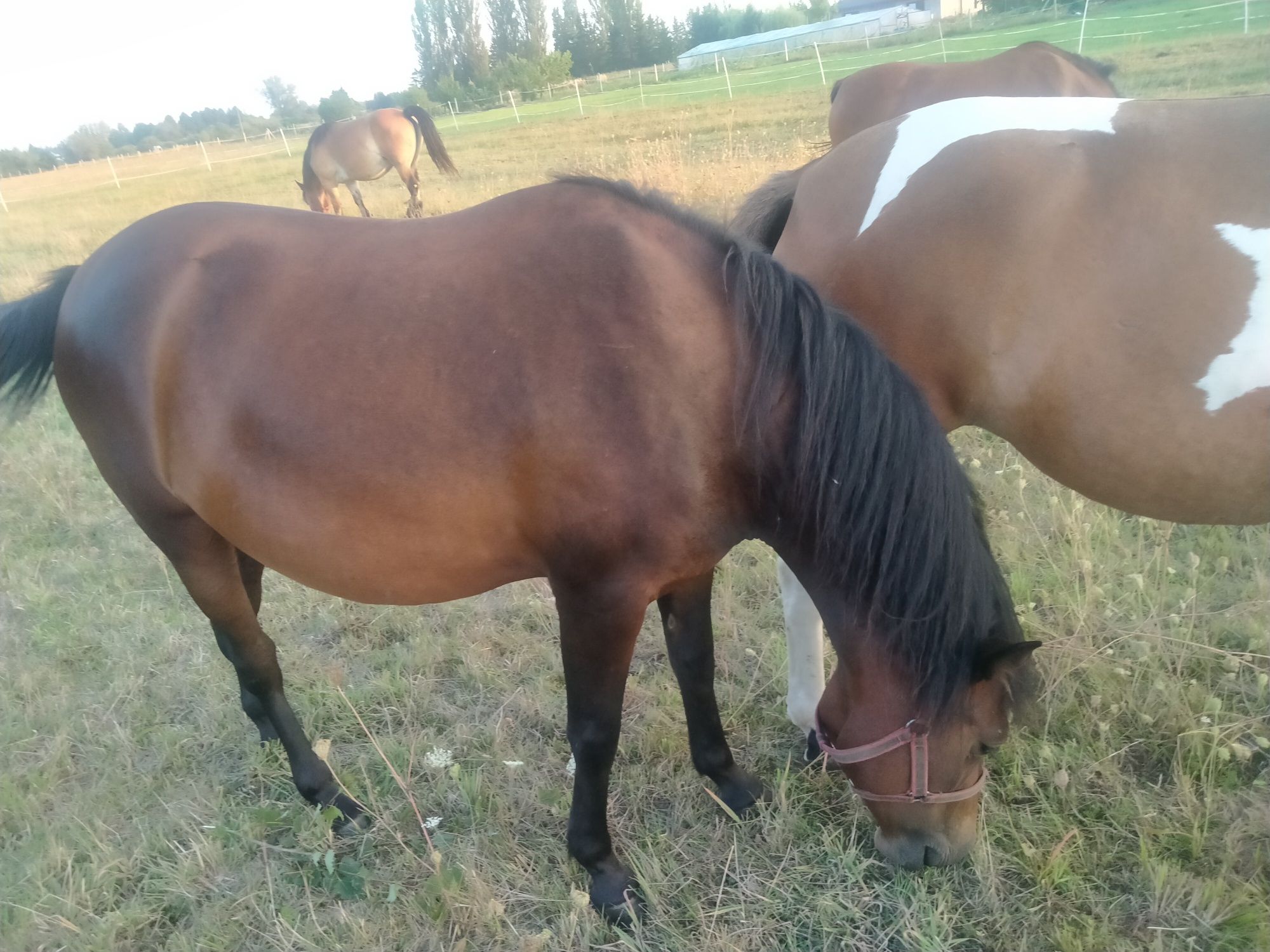 Sprzedam klacz huculska 3 lata
