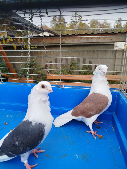 Gołębie z 2025 roku