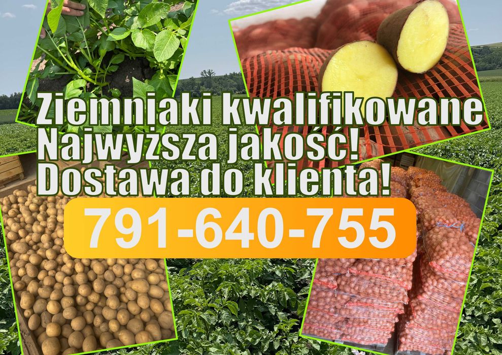 Ziemniaki kwalifikowane (kal. jak sadzeniaki) Riviera Soraya Baltic