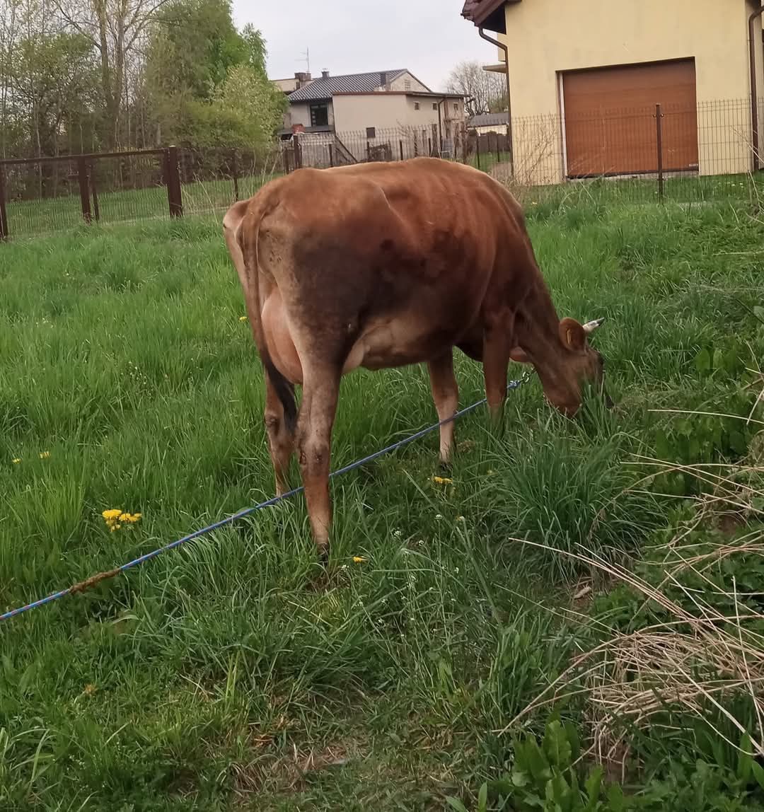Sprzedam mleko krowie