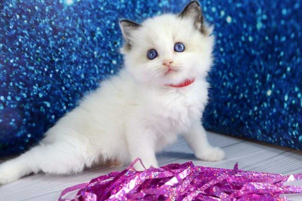 Чудовий та красивий представник рідкісної породи кішок-Ragdoll.