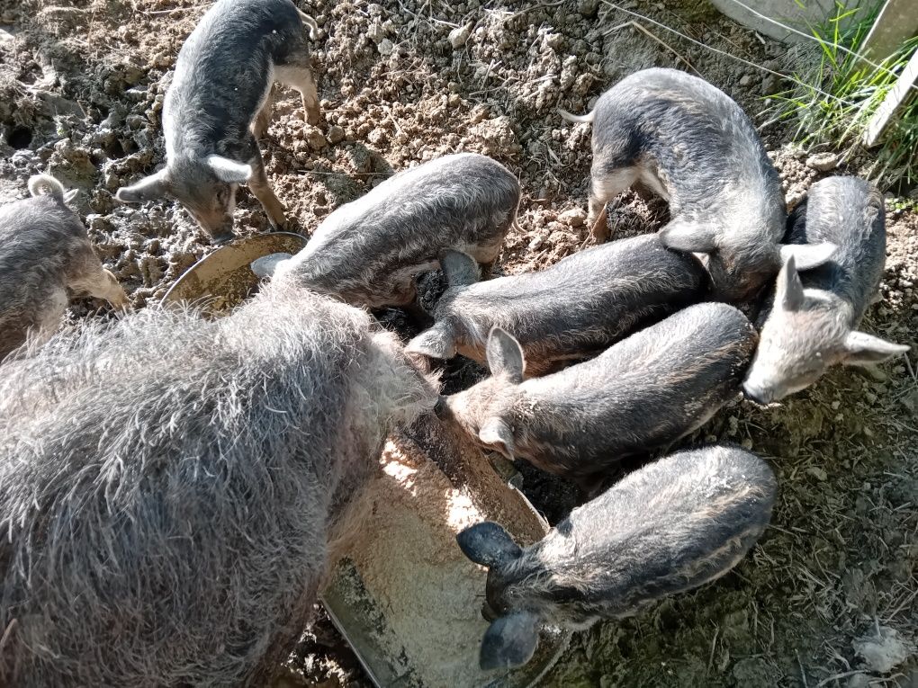 Prosięta Mangielica czysta rasa