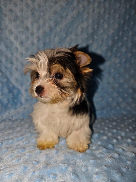 Mini Samiec Yorkshire terrier biewer