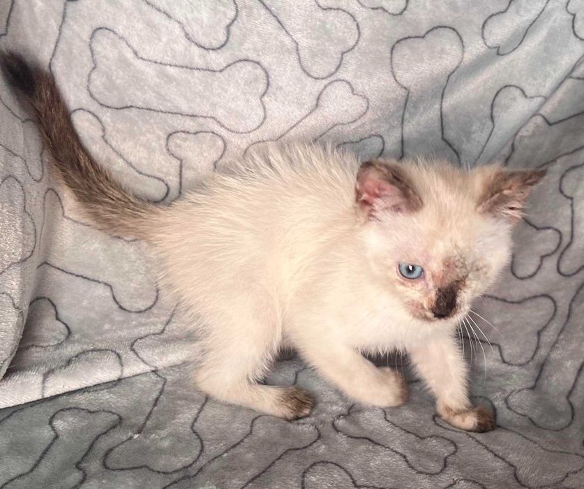 Особлива дівчинка шукає саму люблячу маму!