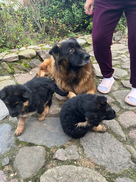 Owczarek niemiecki dlugowlosy szczeniaki do oddania