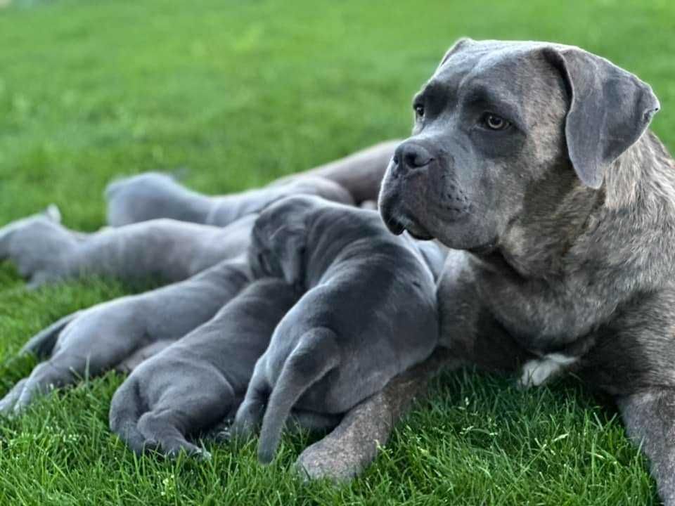 Zapowiedź miotu Cane Corso ZKwP/FCI - koniec czerwca 2025