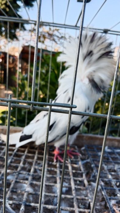 Perukarze gołębie ozdobne