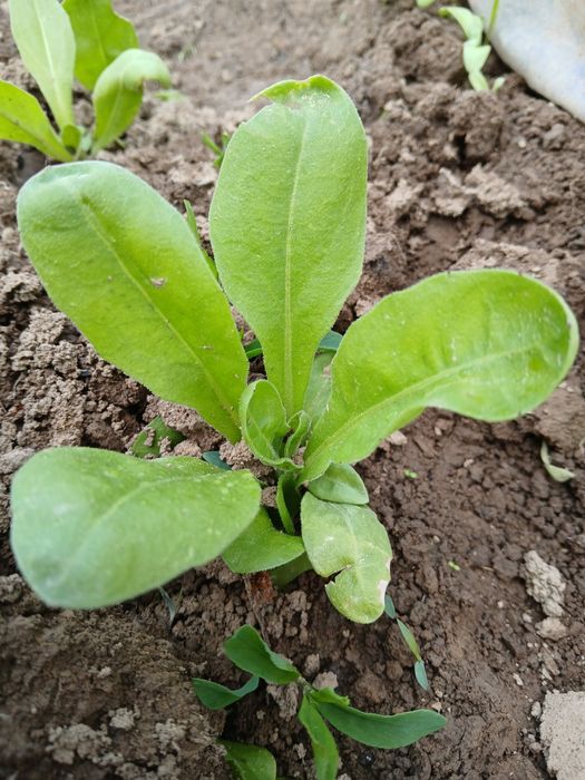 Календула нагідки свіжа сушена розсада