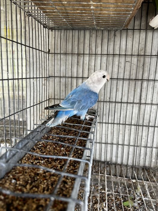 Agapornis Roseicollis Macho 2025