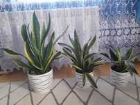 Sansevieria  szabla kwiat