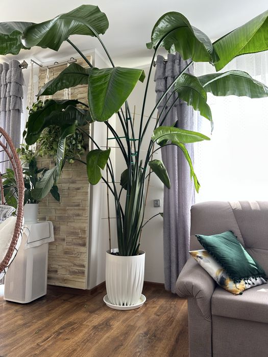 Strelicja nicolai gigantyczna