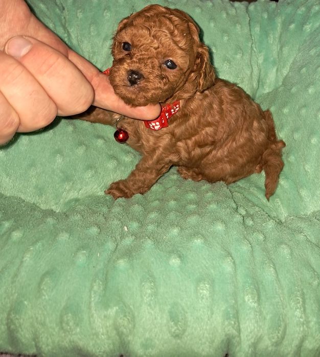 Suczka pudel toy FCI Redbrown