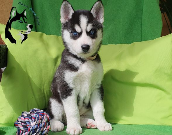 Siberian Husky z Oazy Blue Eyes -niebieskooka sunia gotowa do odbioru