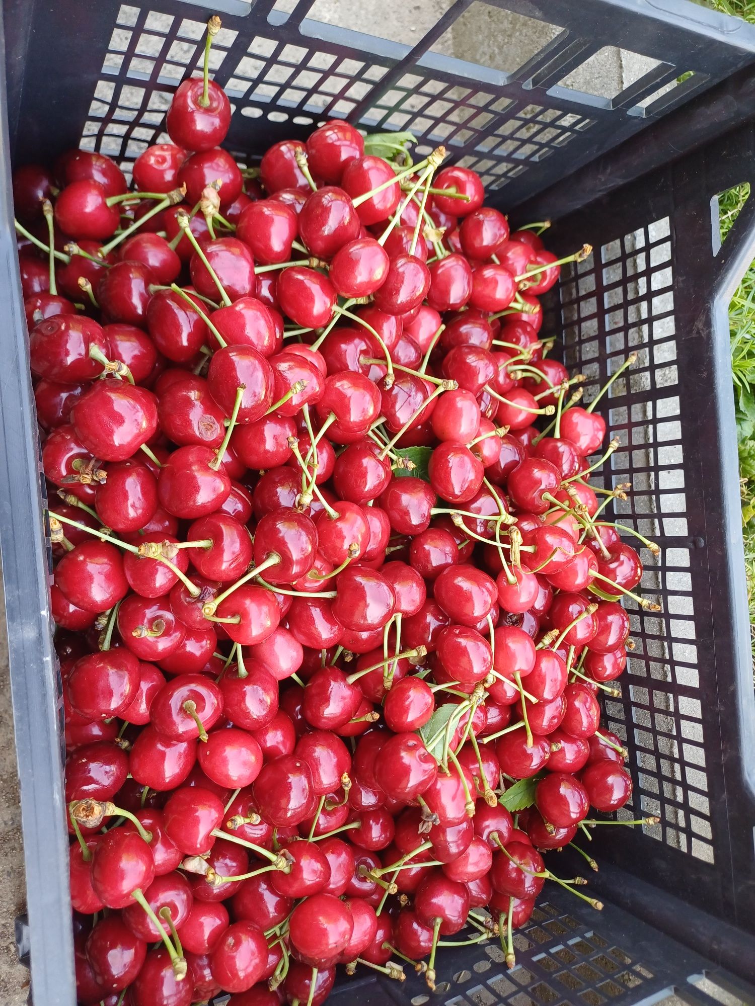 Продам домашні смачні, соковиті черешні