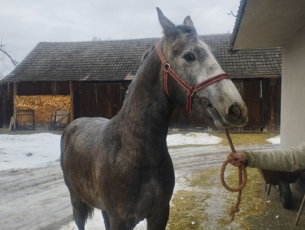 Sprzedam siwą klacz