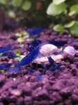 Krewetki neocaridina BLUE VELVET niebieskie