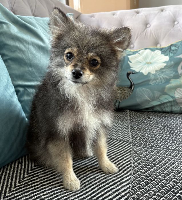 Pomeranian suczka paszport