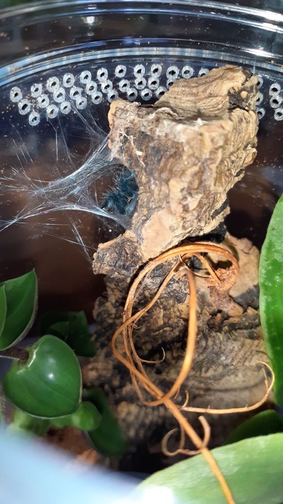 Caribena versicolor L2 + pojemnik + karaczany