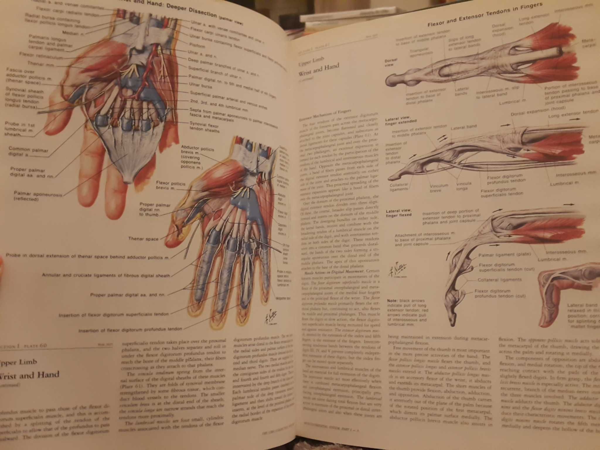 Ciba Collection of Medical Illustration - 8. Musculoskeletal System