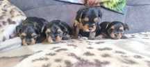 Yorkshire terrier,  pieski I suczki
