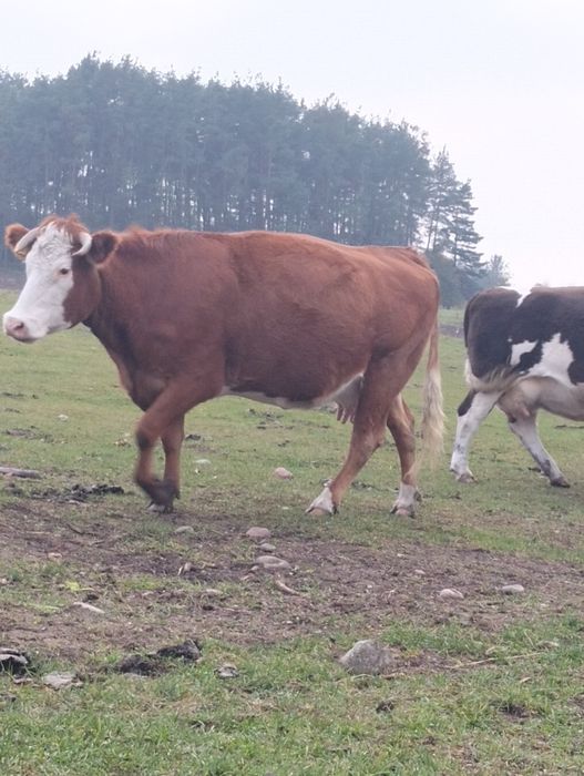 Sprzedam krowy cielne