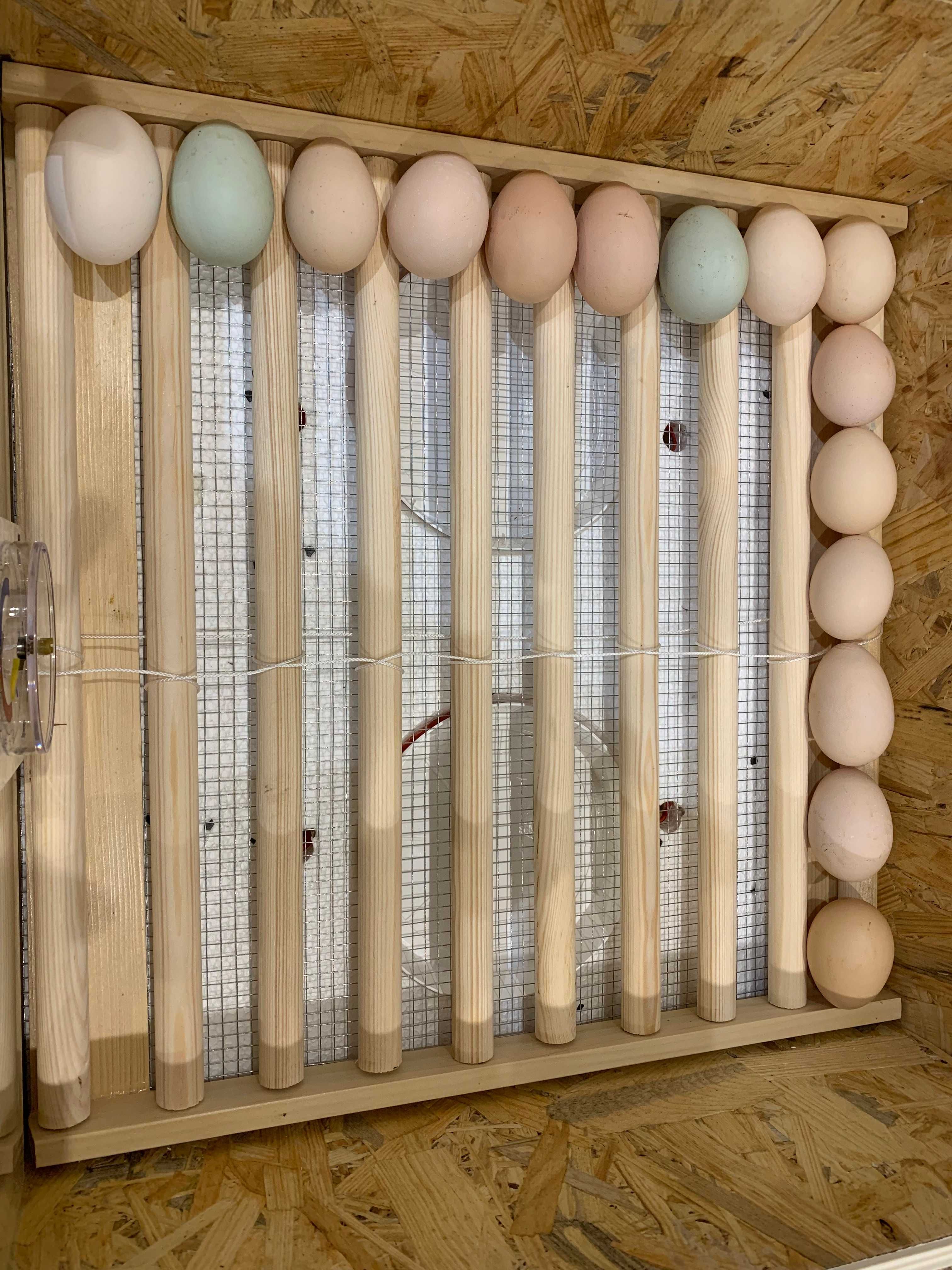 Inkubator klujnik  65/80 jaj Kury kaczki gęsi
