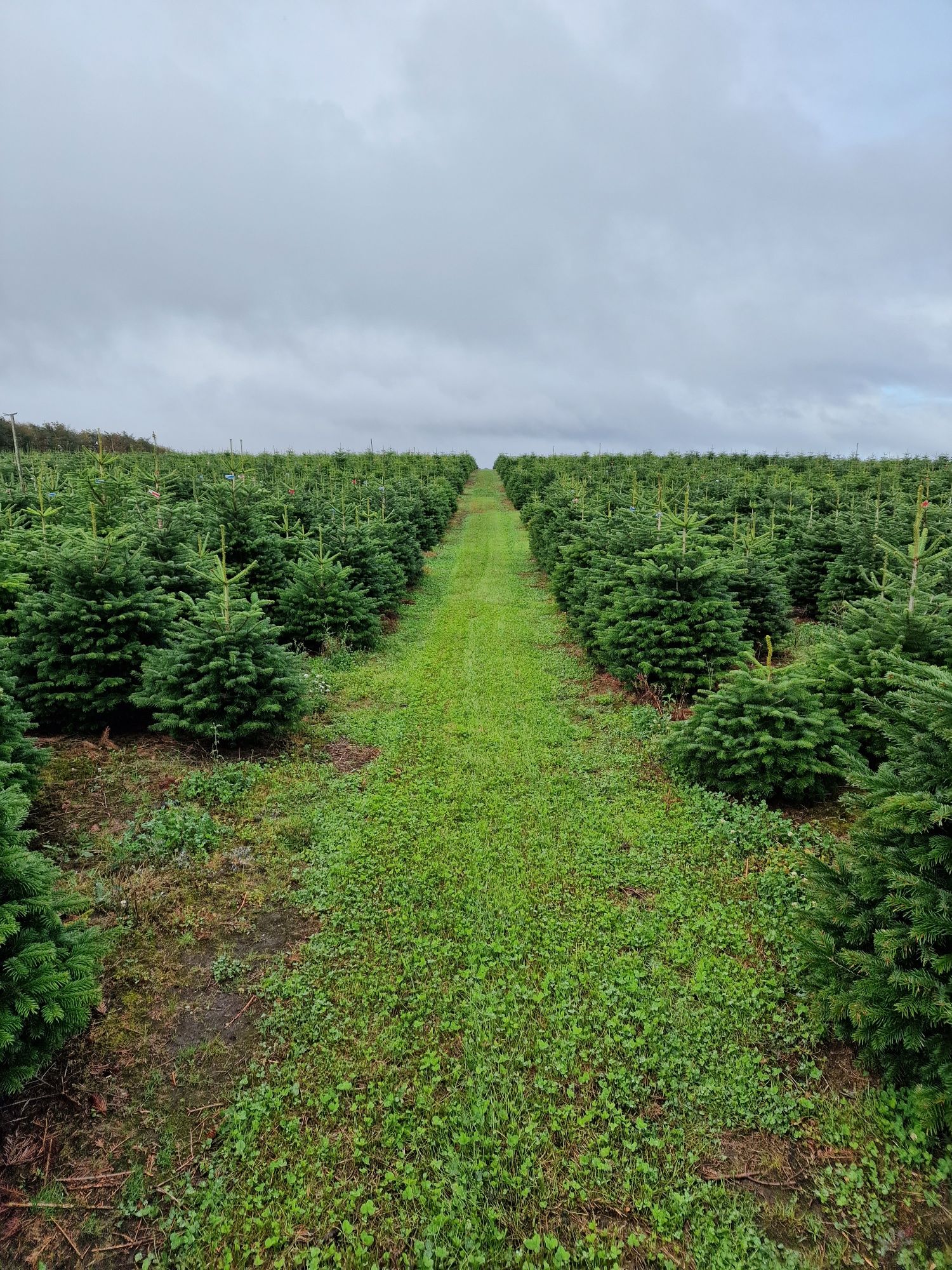 Jodła Kaukaska plantacja Dania