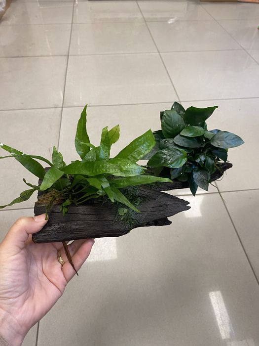 Roślina na korzeniu anubias microsorium zooanimals Ruda Śląska