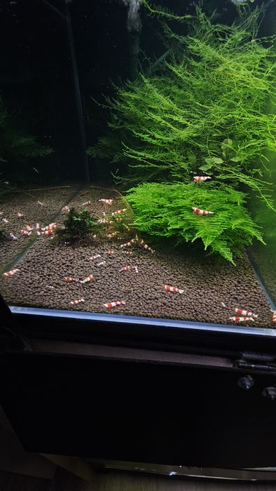 50x Red Bee PRL Krewetki Caridina