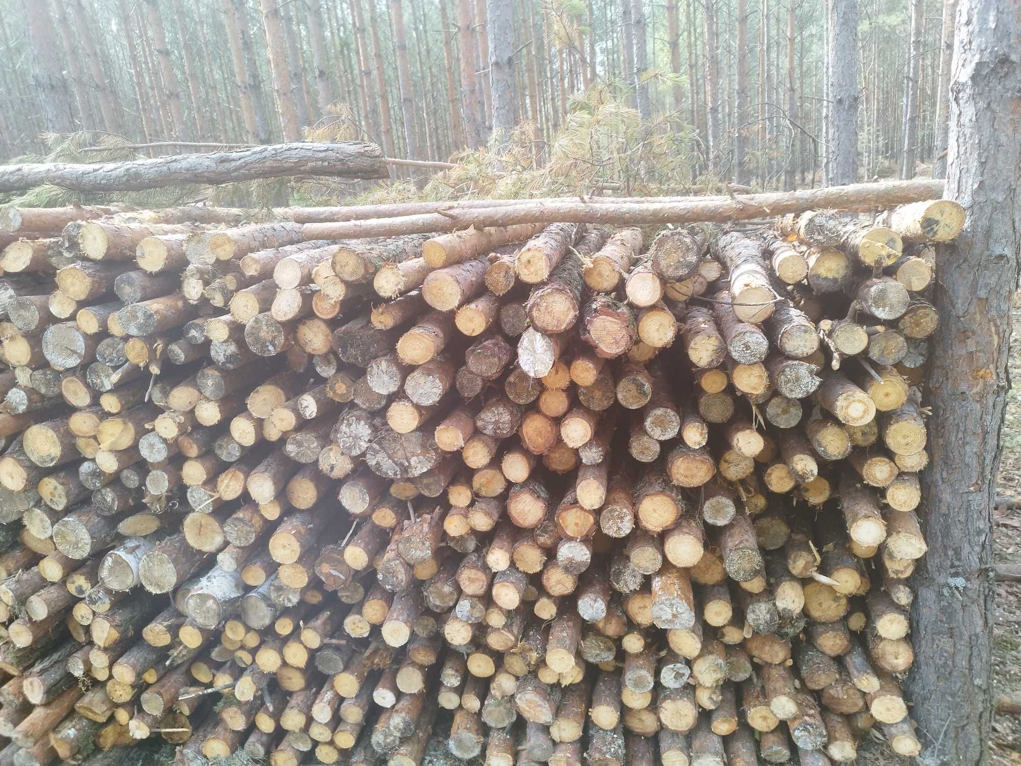 Drzewo opałowe sosna