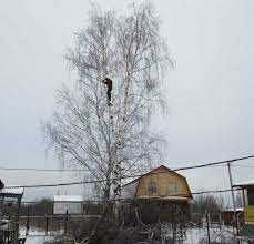 Спил деревьев аккуратно Формирование крон Омоложение деревьев