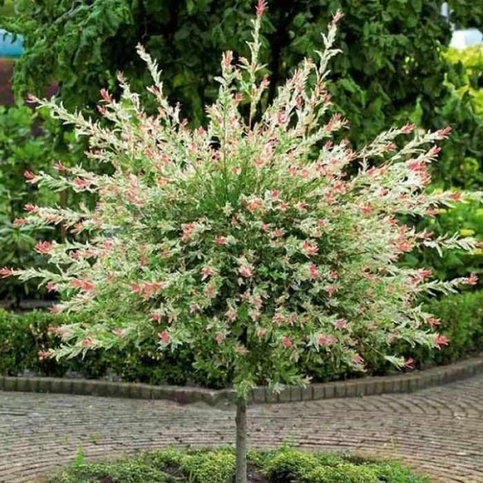 Саджанці верби на штамбі ОПТ–Роздріб / Саженцы ивы на штамбе ОПТ