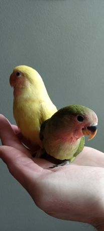 Повністю ручні папуги - неразлучники