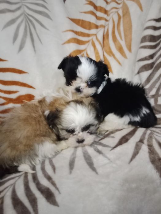 Hybryda maltańczyk i shih Tzu  malshi suczka