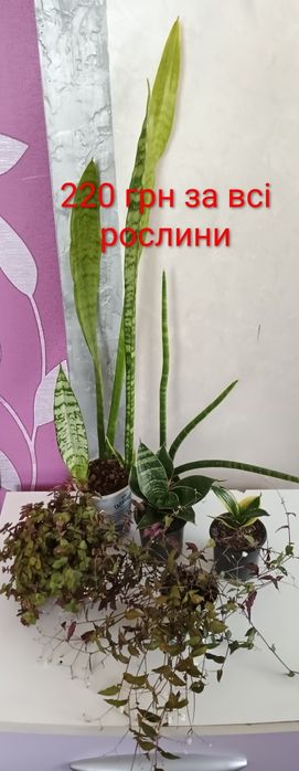 Сансевієрія. Традесканція. Гібазіс. Калізія. Кімнатні рослини.