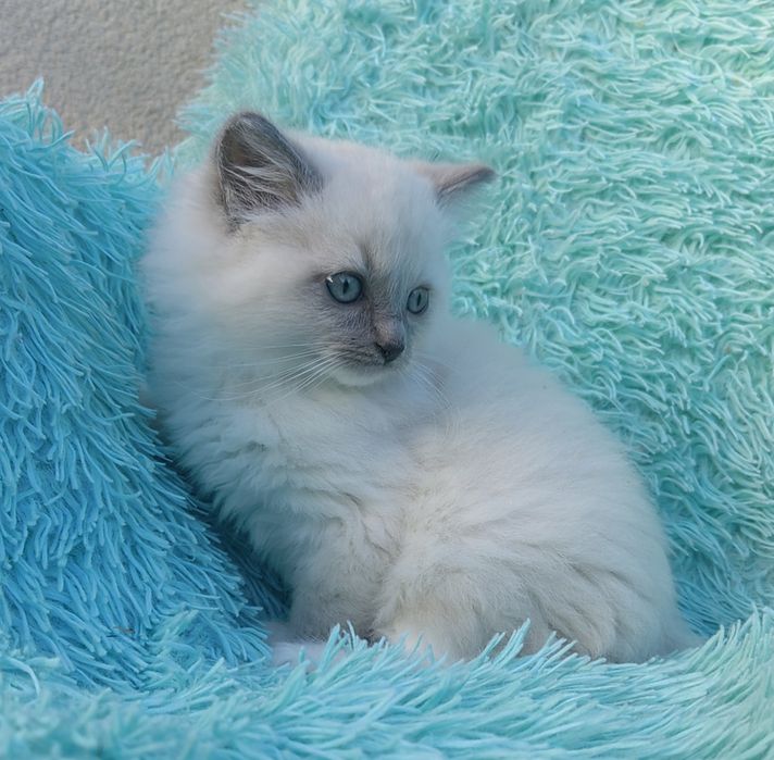 Kocurek Ragdoll     .