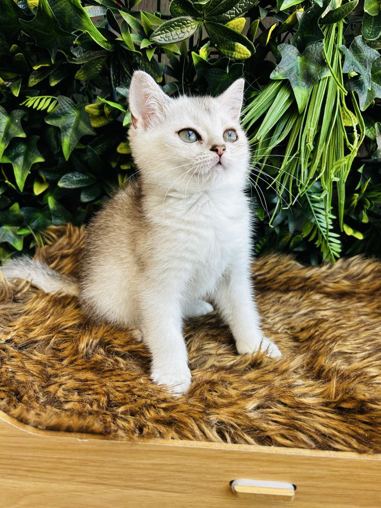 Gatinha   scottish stright silver