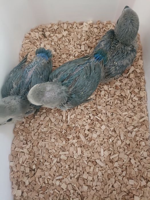 Rosicolis longfeathers para acabar de criar a mao