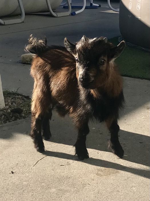 Cabrito Anão 6 meses
