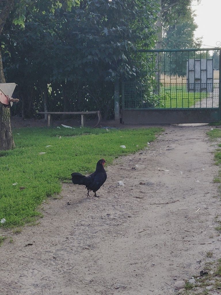 sebrytki miniaturowe, czarne