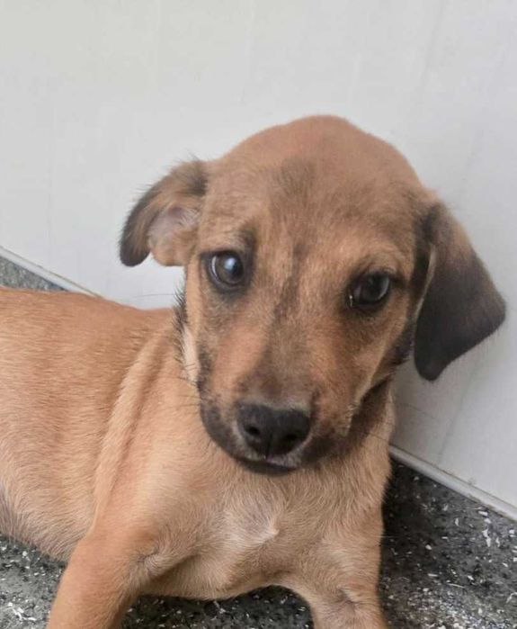 TOFIK cudowny szczeniak uratowany w Bułgarii do adopcji