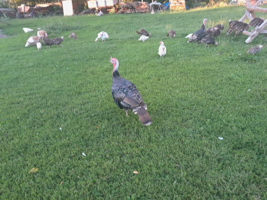 Indyk Gucio szuka domu