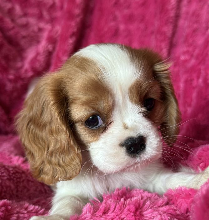 Sunia blenheim - Cavalier  King Charles Spaniel