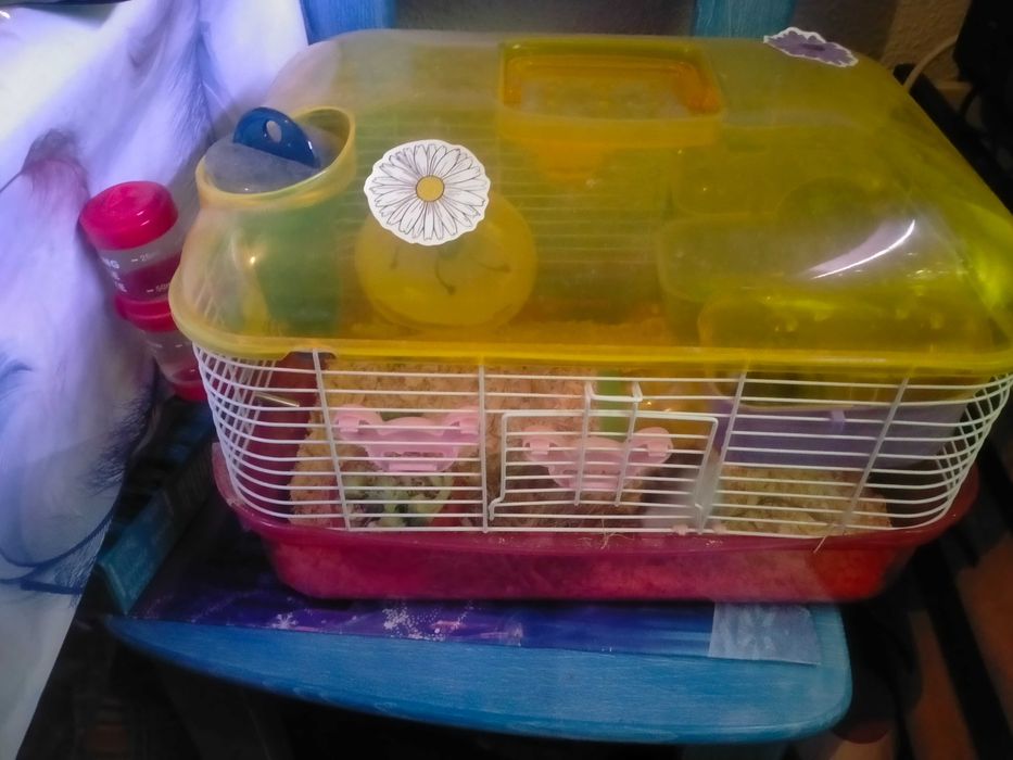 Vendo hamster russo