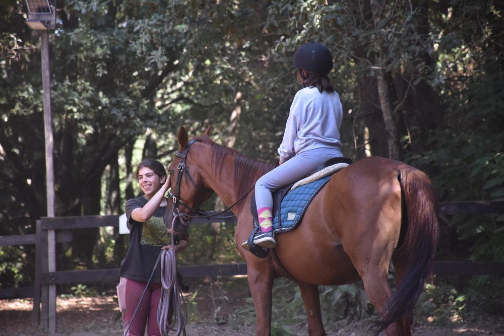 Cavalo de escola e passeios