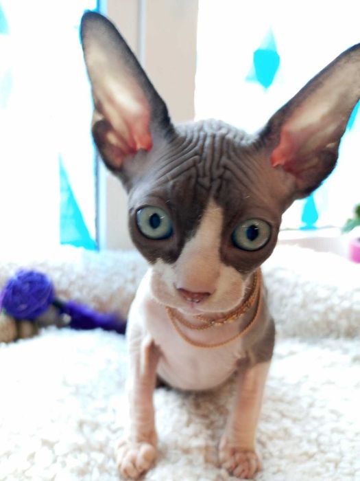 Продаються дуже гарні кошенята - канадські сфінкси .