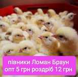 Добові курчата півники суточні петушки