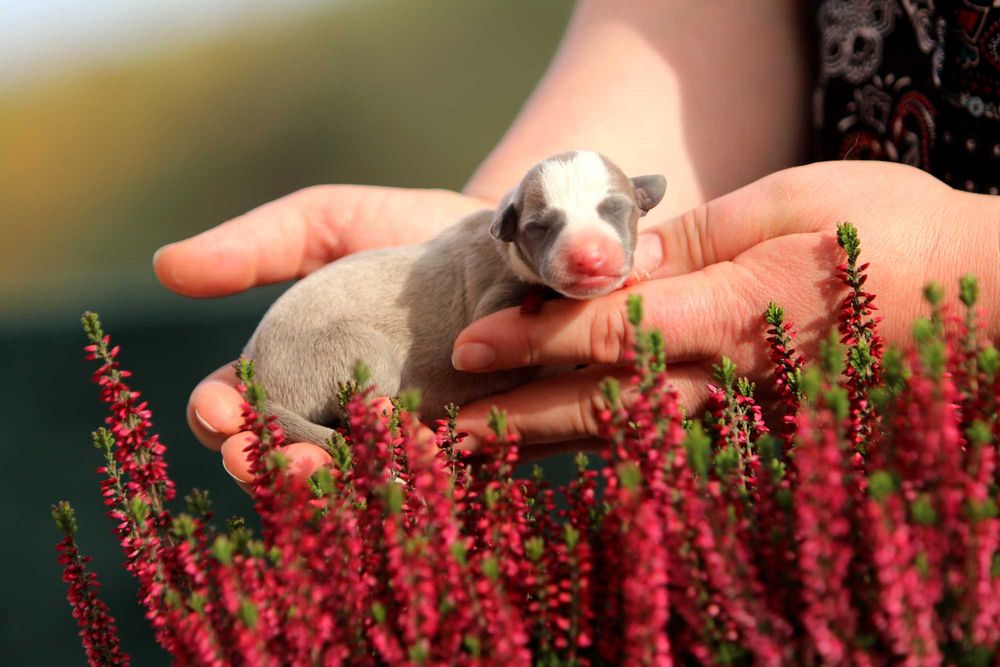 Whippet Chart angielski ZKwP/FCI cudowna sunia ROSZPUNKA